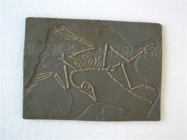 始祖鸟骨骼化石标本（仿真）