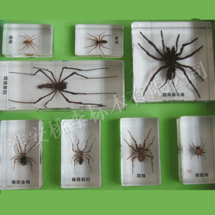 蜘蛛标本
