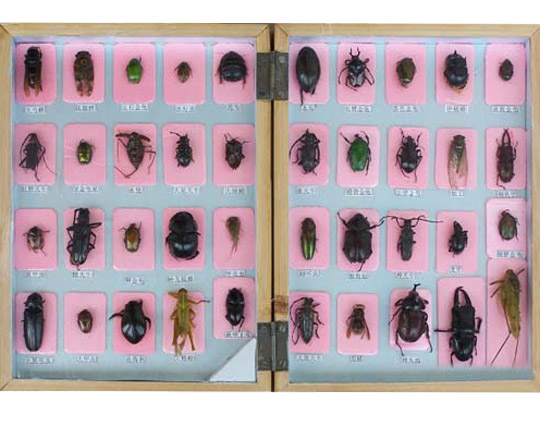 大型甲虫40种