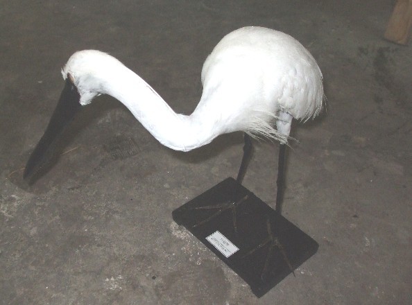白琵鹭标本