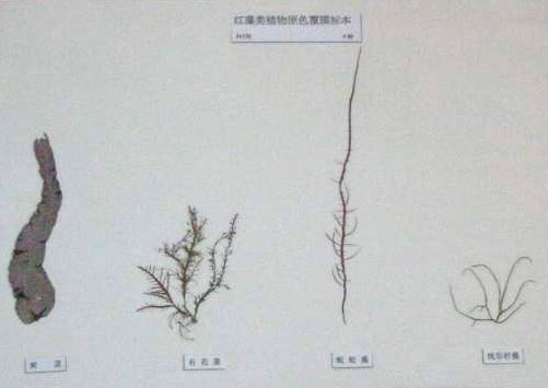 苔藓植物