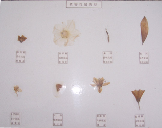 植物花冠类型