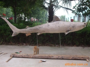 大灰鲨