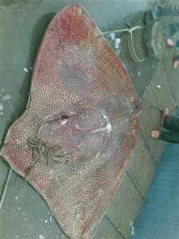红大金方鱼剥制