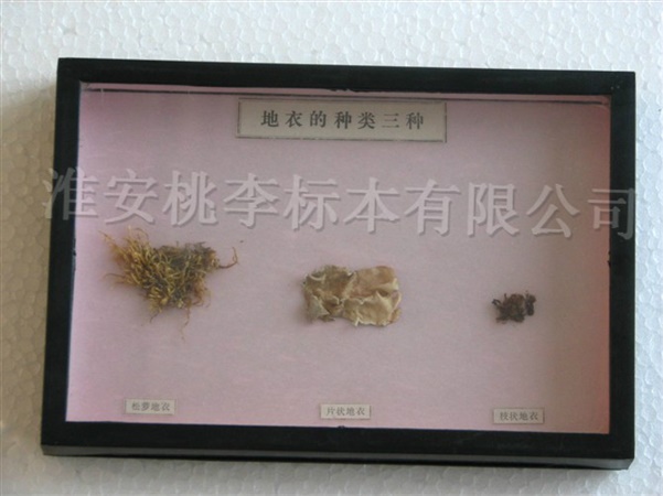 地衣三种