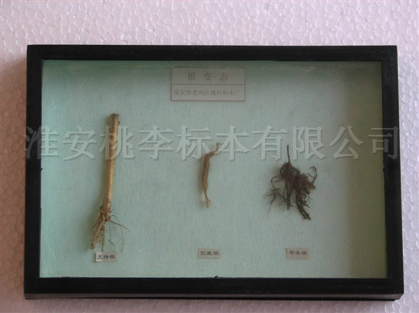 根变态