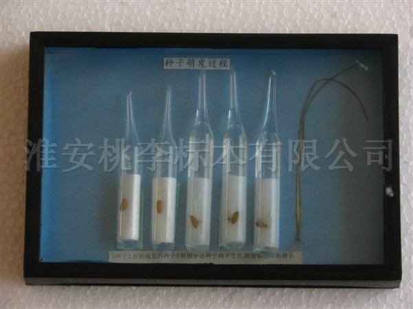 种子萌发过程